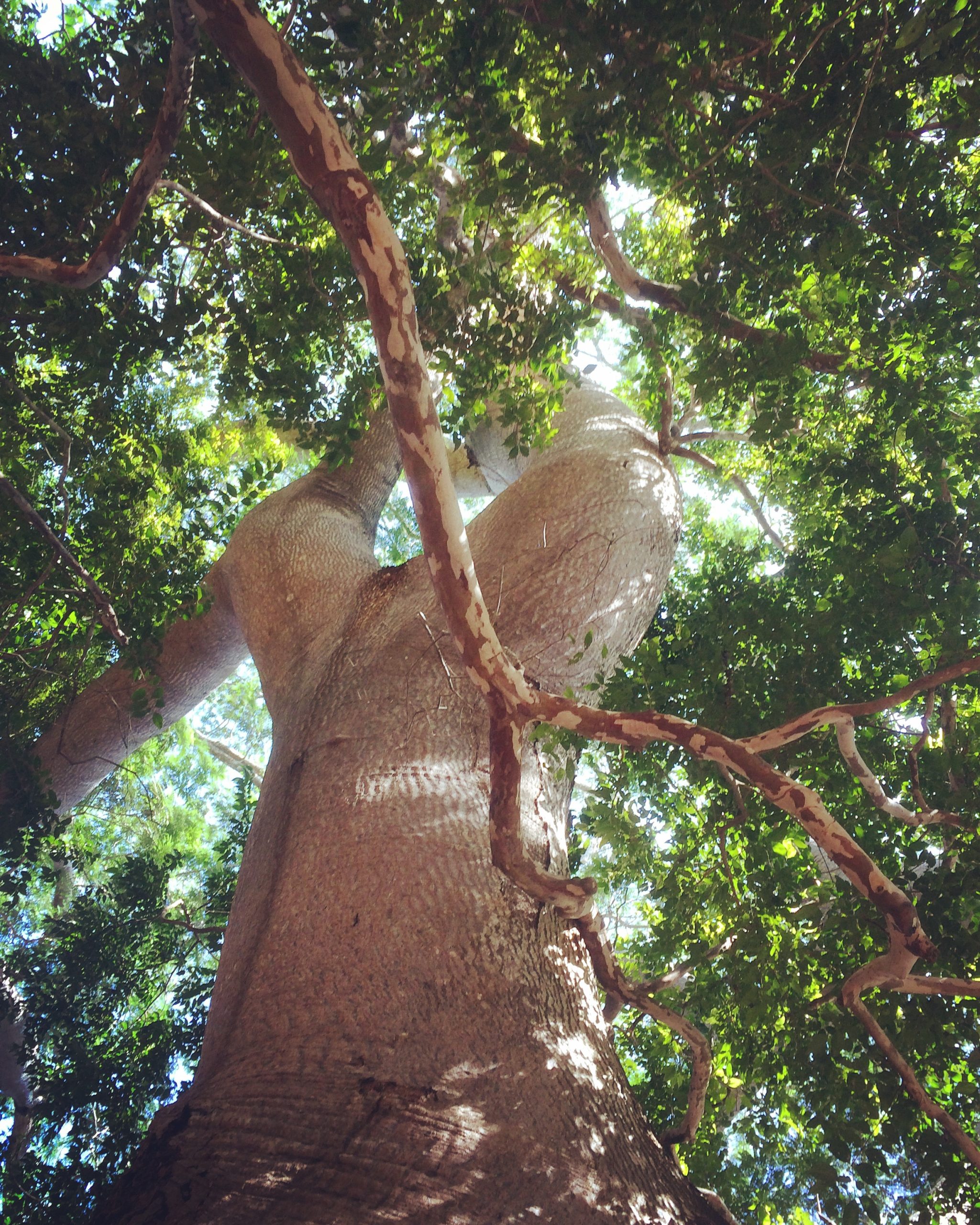 Baum