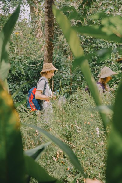 Erforschnung des Dschungels