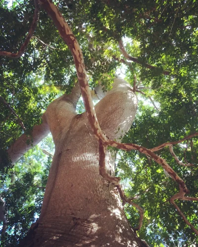 Mexico tree, picture by Sarah Gress